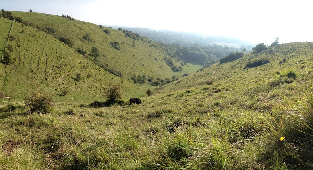 A Canterbury Tale : scene where Alison and Colpepper hid in the grass