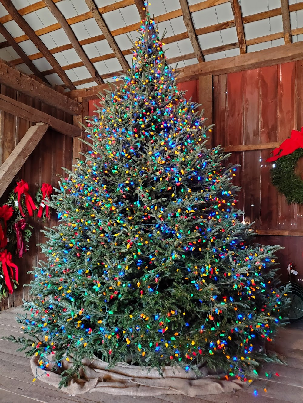 A Christmas Tree Miracle : Christmas Tree Farm Scenes