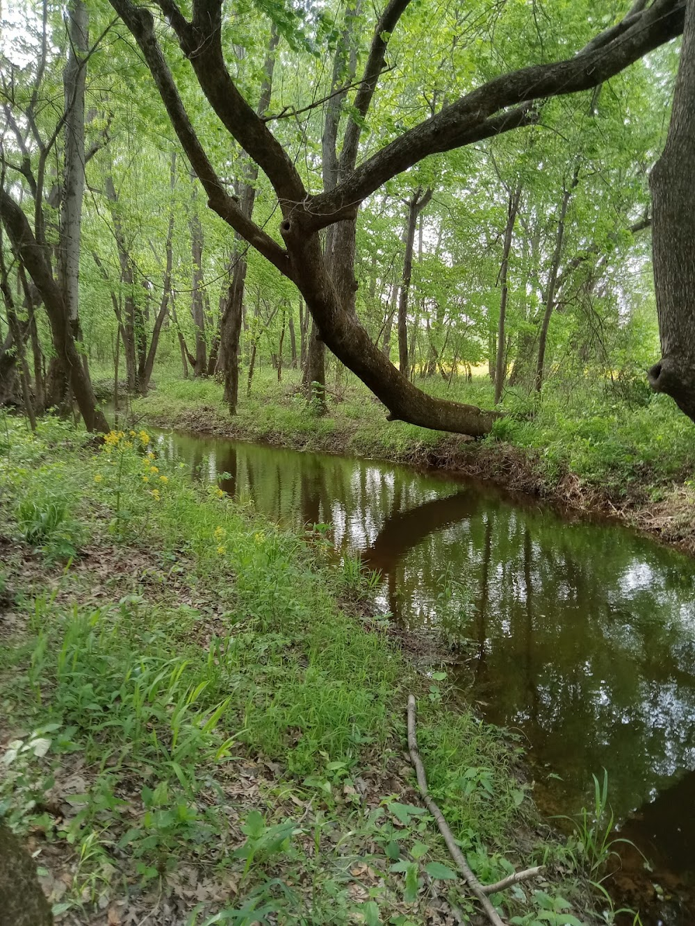 Raintree County : 