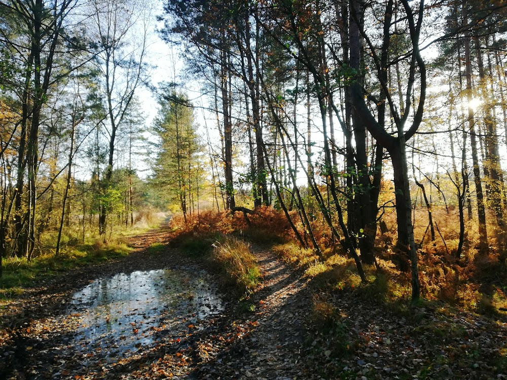 Autsajder : alley