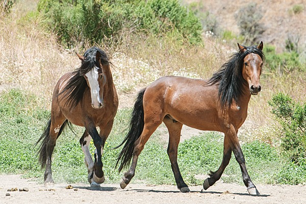 Black Beauty : 