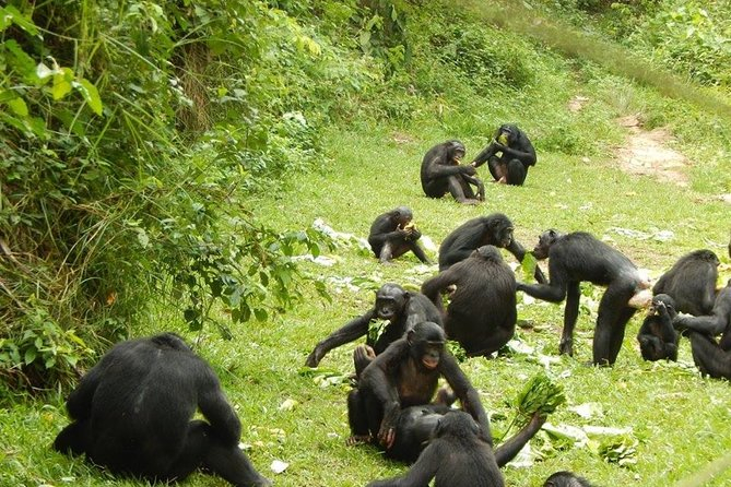 Bonobos : 