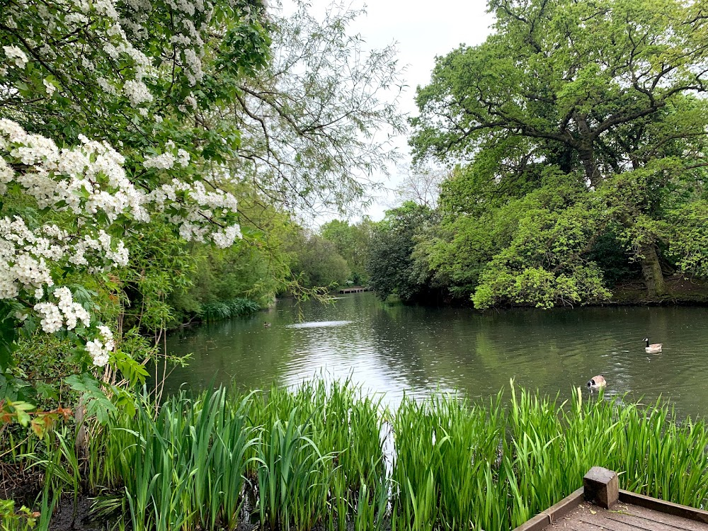 Borderline : Anna's writing spot by the pond