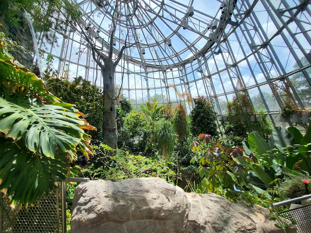 Boyhood : Interior of the Houston Museum of Natural Science, studying butterflies against a brochure