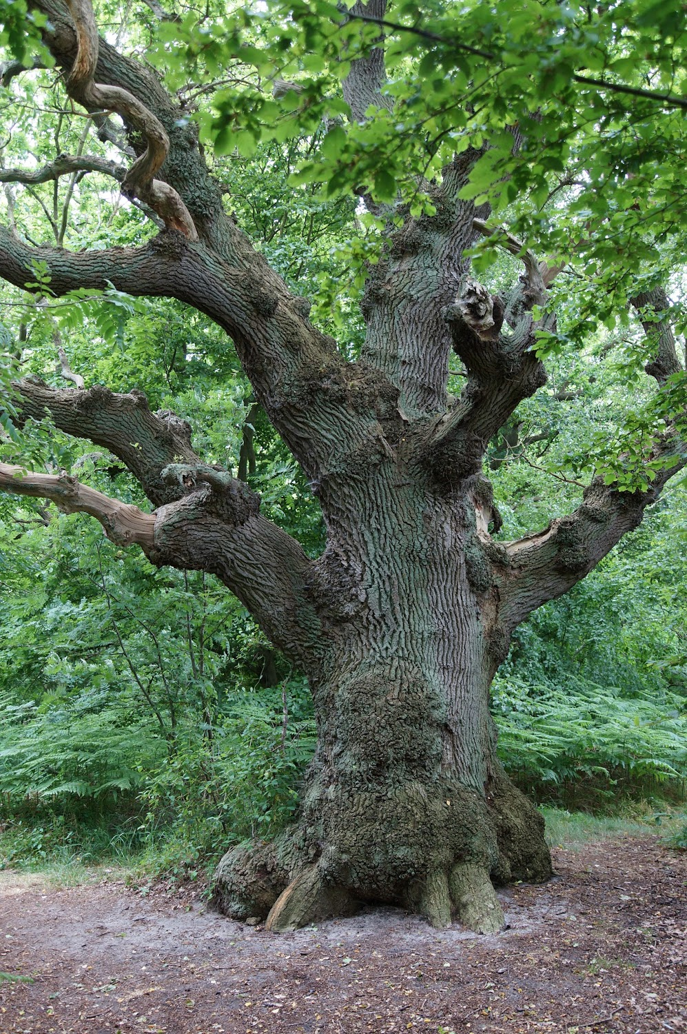 Ostseeparadies Rügen : location