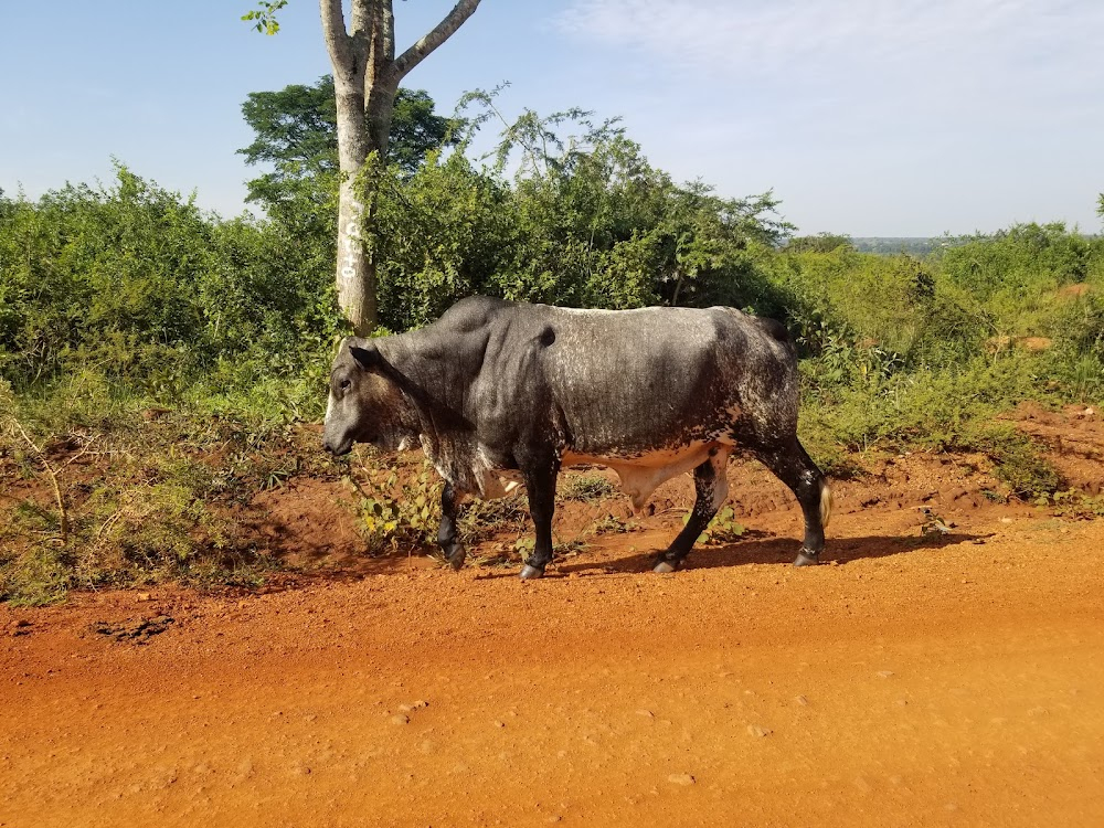 Bunjako : The School