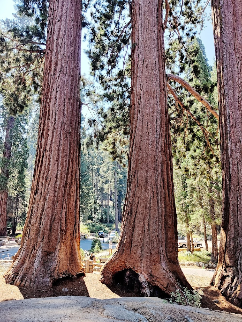 A Lass of the Lumberlands : 