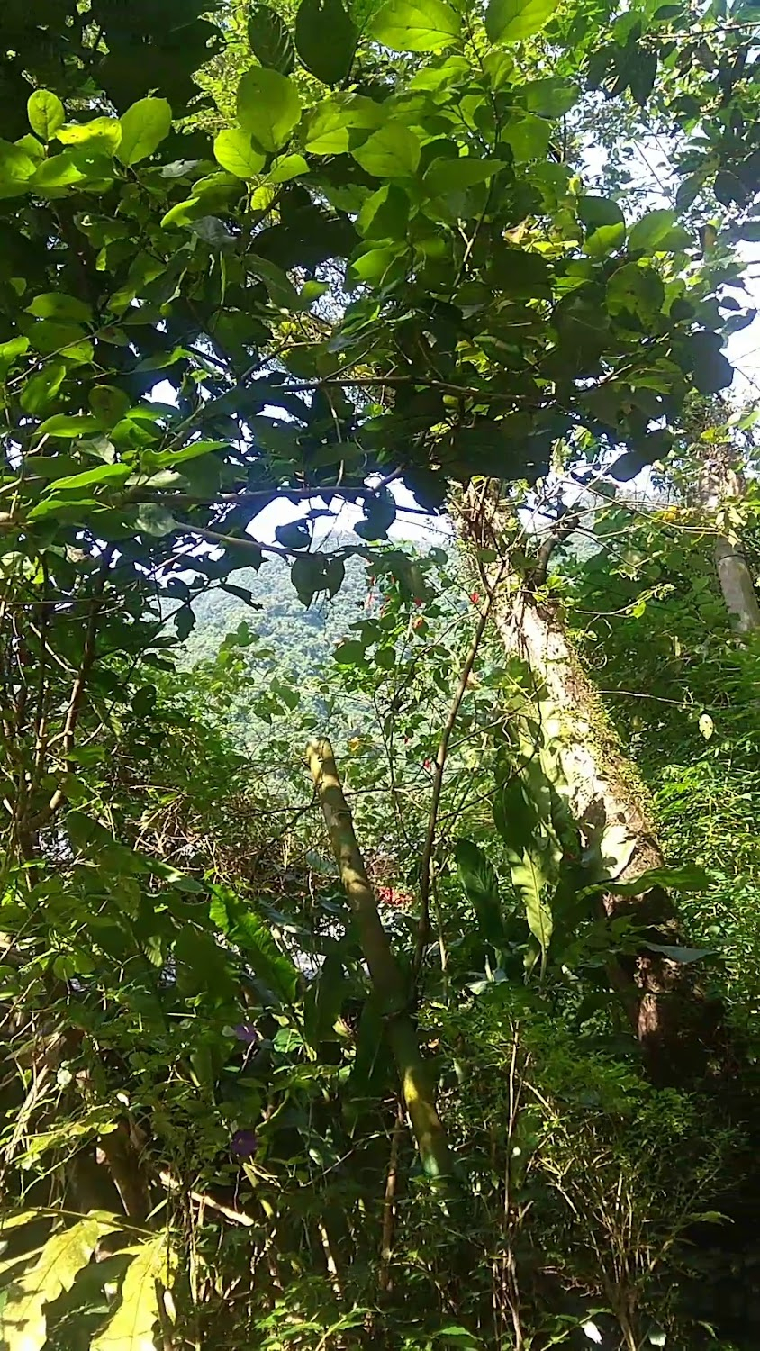 Cike Nie Yin Niang : forest canopy