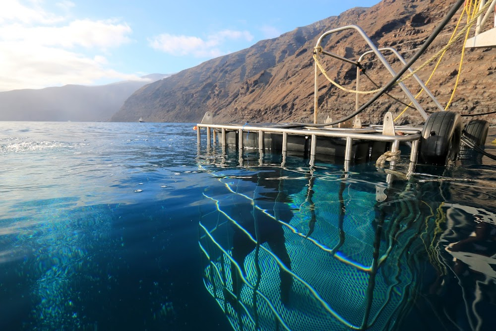 Expedition Great White : Guadalupe Island