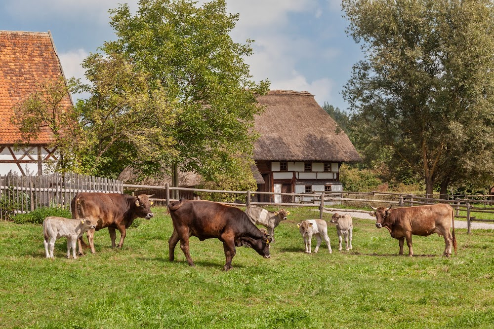 Das Märchen von der Prinzessin, die unbedingt in einem Märchen vorkommen wollte : village