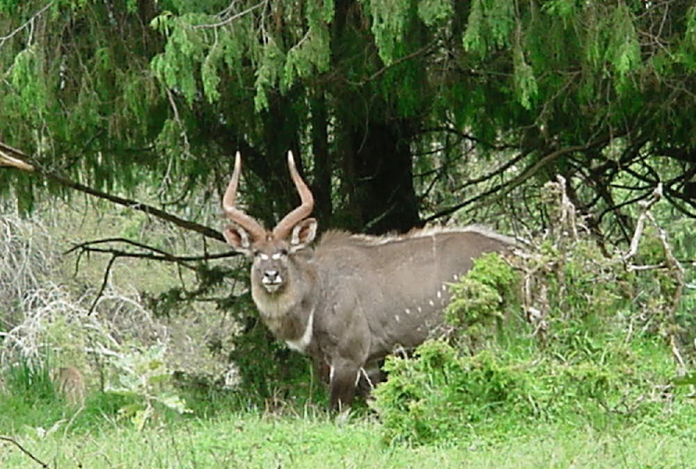 Dead Donkeys Fear No Hyenas : 