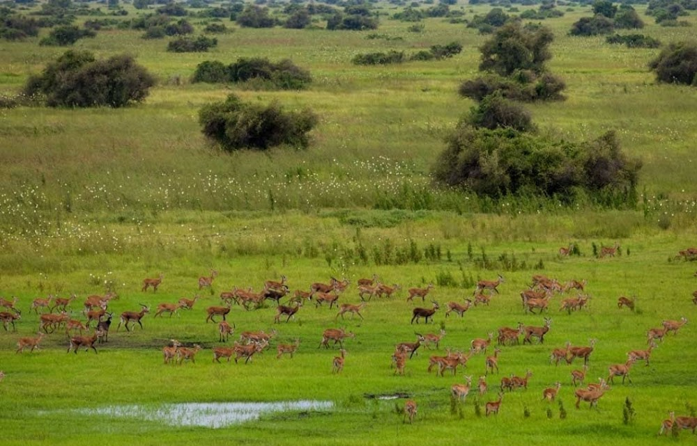 Dead Donkeys Fear No Hyenas : 