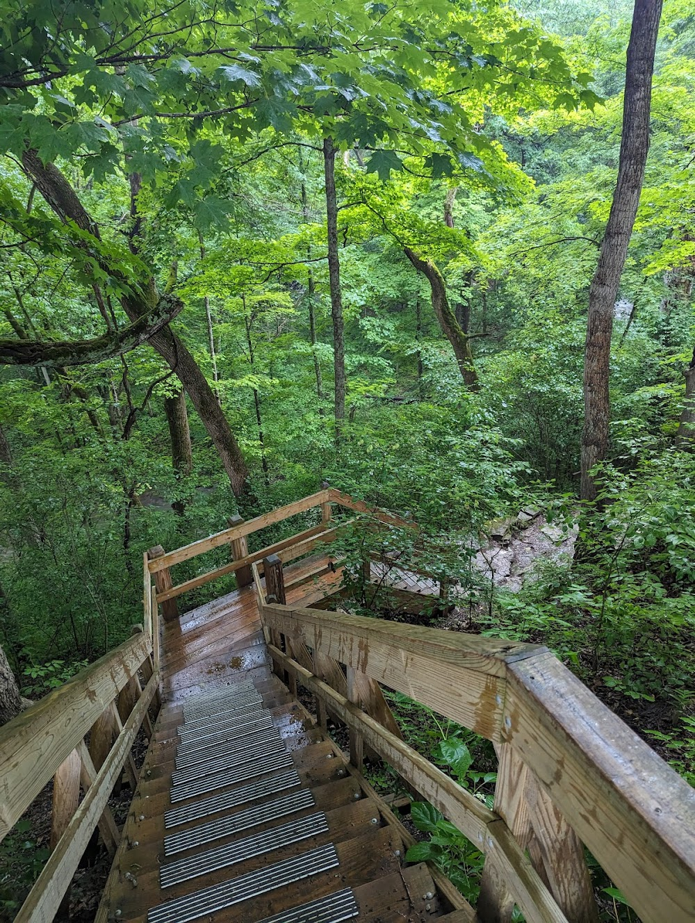 Deadbeat at Dawn : Forest where Christy and Goose hang out.