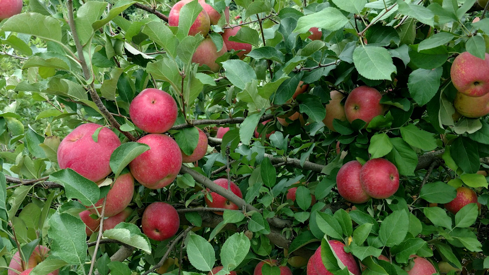 Dear Evan Hansen : Autumn Smile Apple Orchard/Connor Murphy Memorial Orchard scenes