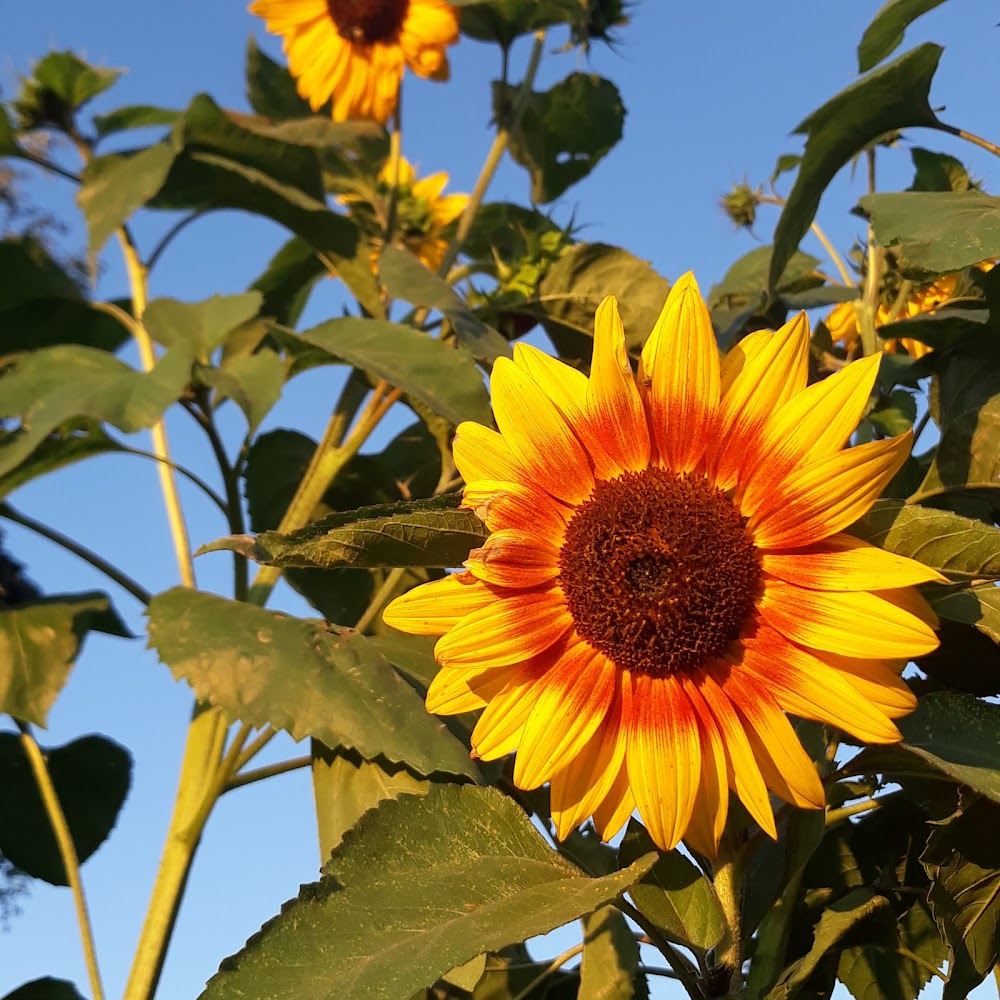 Der olympische Sommer : 