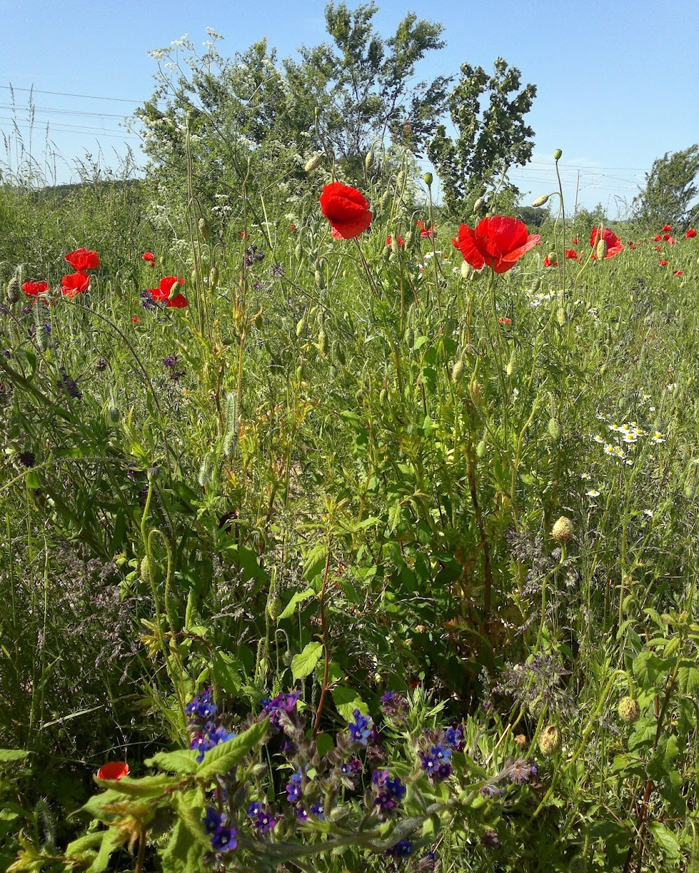 Der olympische Sommer : 