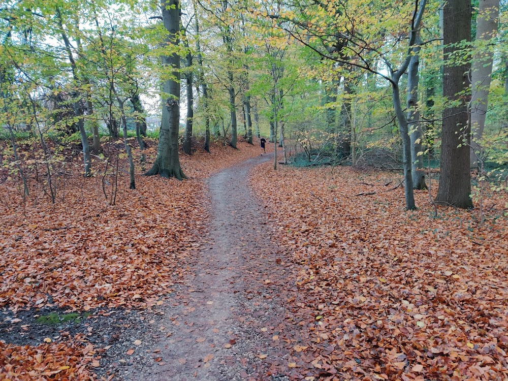 Digterfilm #4 - Appelsiner og lygtepæle : the woods where she meets the runners