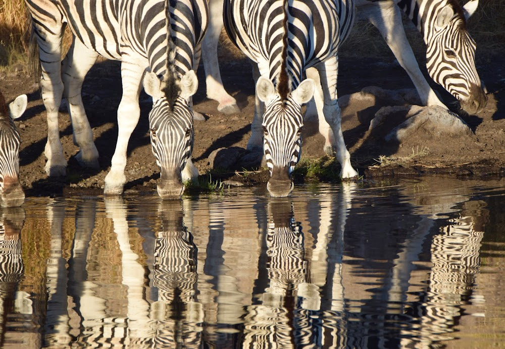 Dirkie : filmed in South-West Africa in the Namib Desert Etosha Pan Kalahari Gemsbok Park