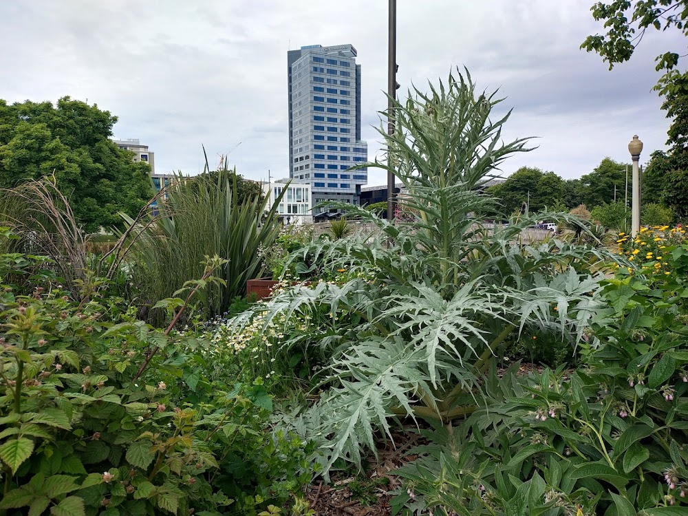 Edible Paradise: Growing the Food Forest Revolution : 