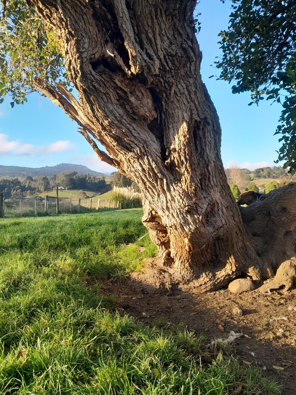 Edible Paradise: Growing the Food Forest Revolution : 