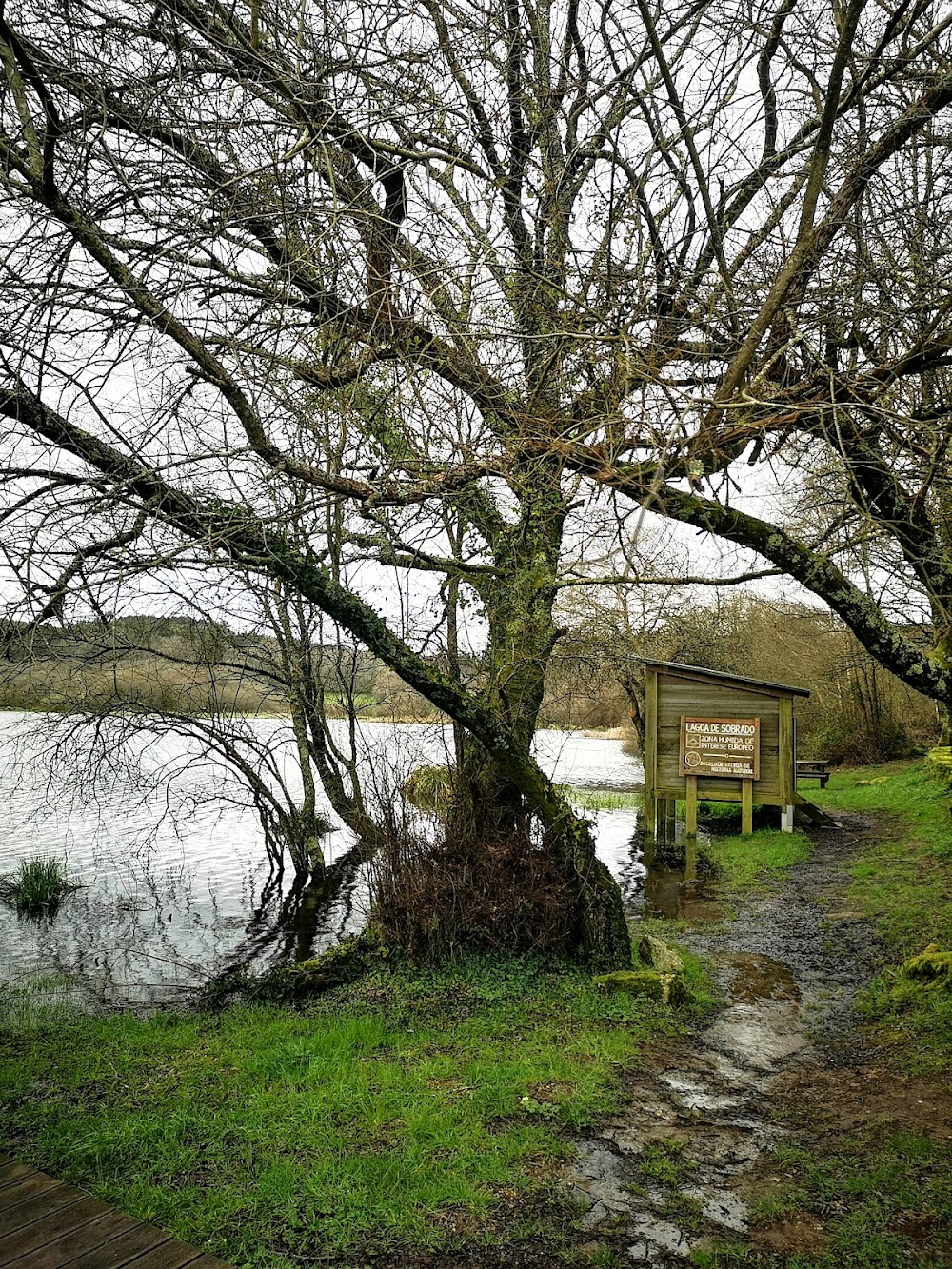 El bosque animado : 