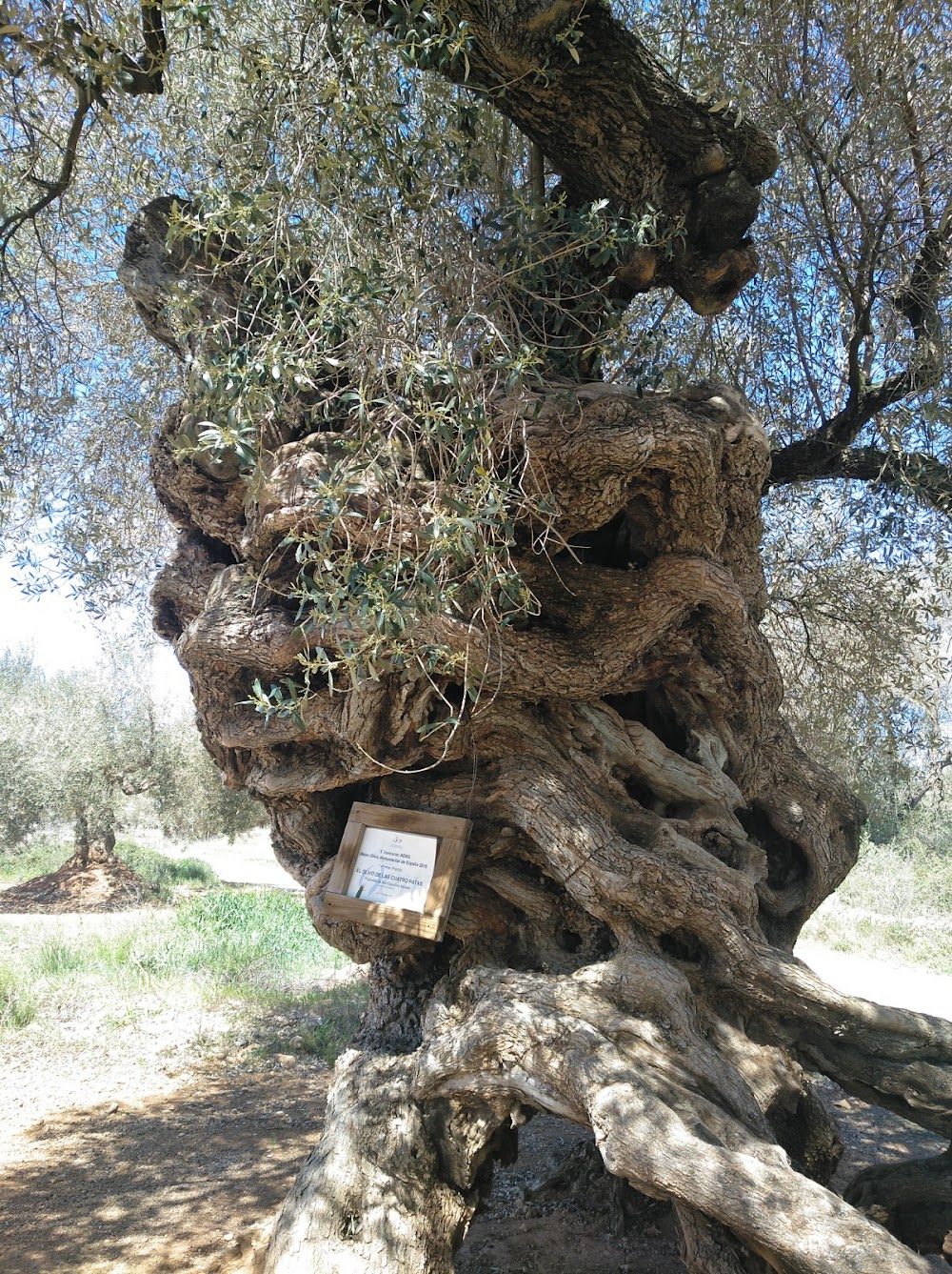 El olivo : village seen from a distance, olive orchard