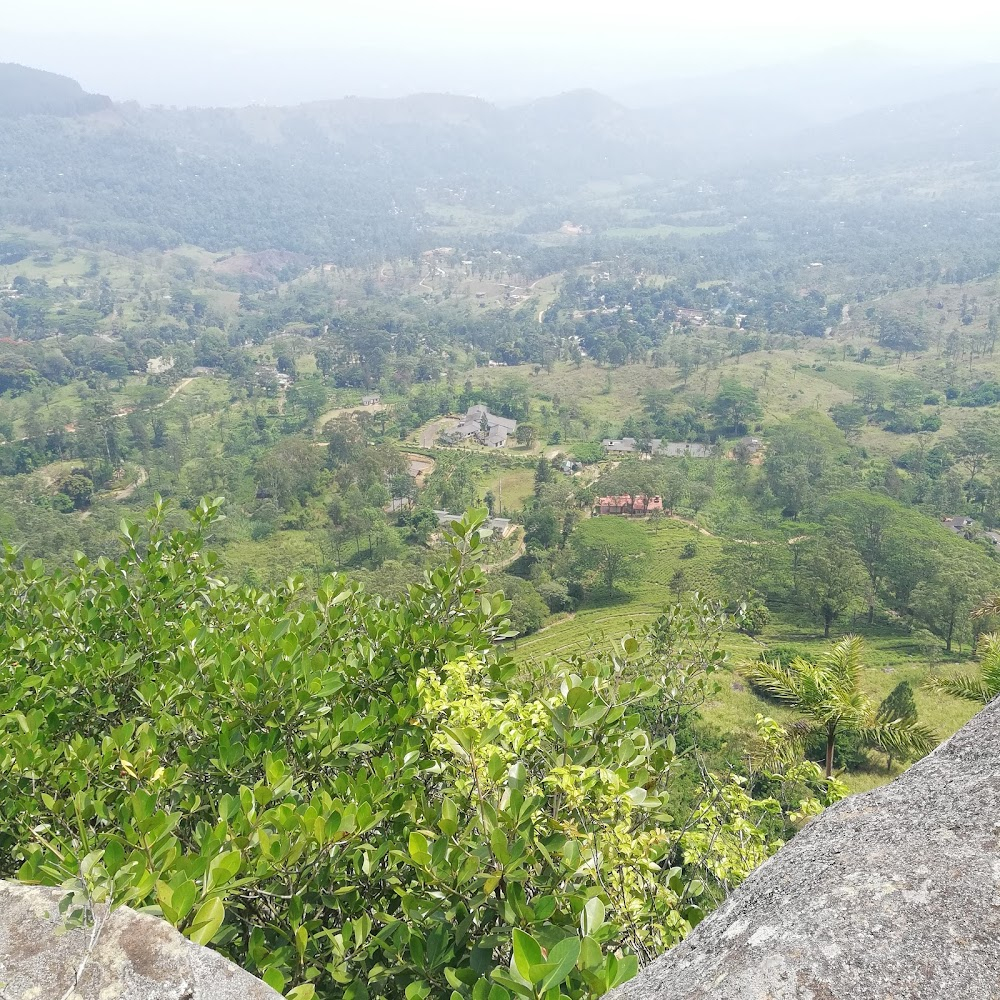 Elephant Walk : tea plantation