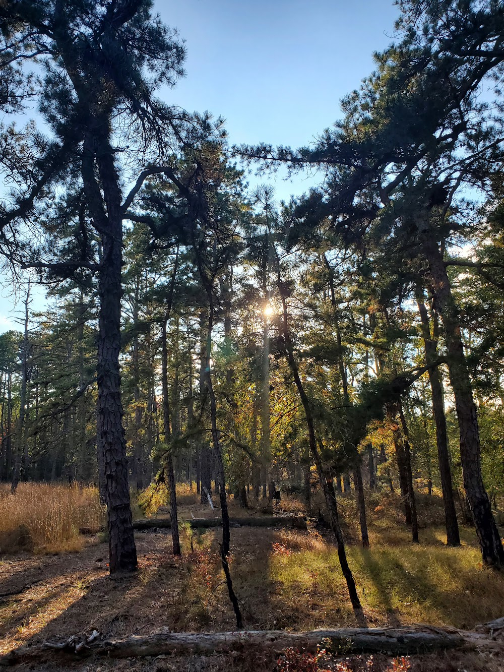 Pine Barrens : 