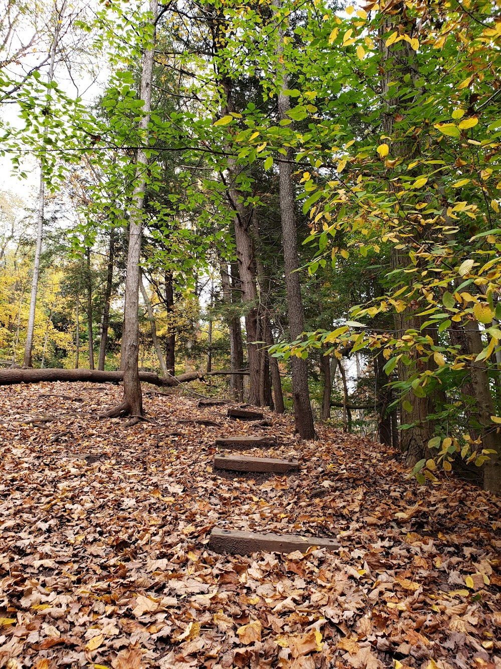 Halloween Fall Stalking : 