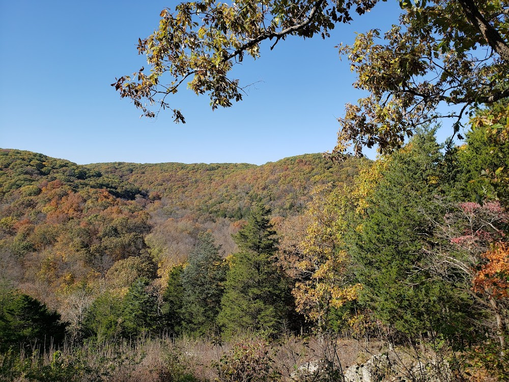 Forest Hymn for Little Girls : 