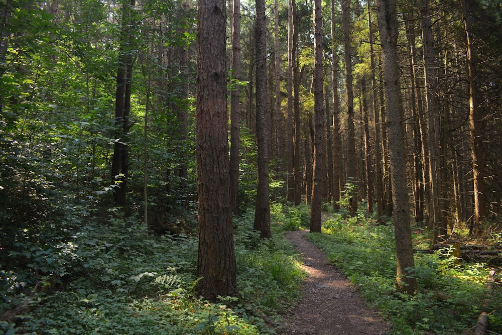 Germ : Daylight wooded forest attacks