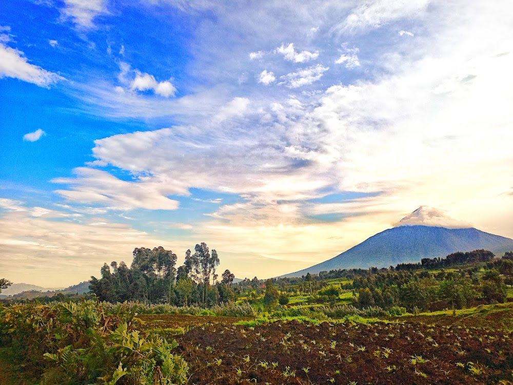 Gorillas in the Mist: The Story of Dian Fossey : 