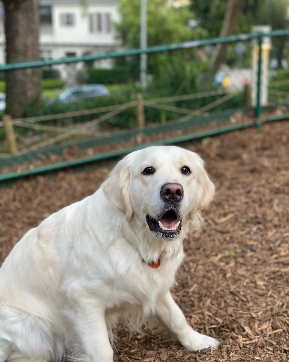 Greenberg : pet hospital scenes