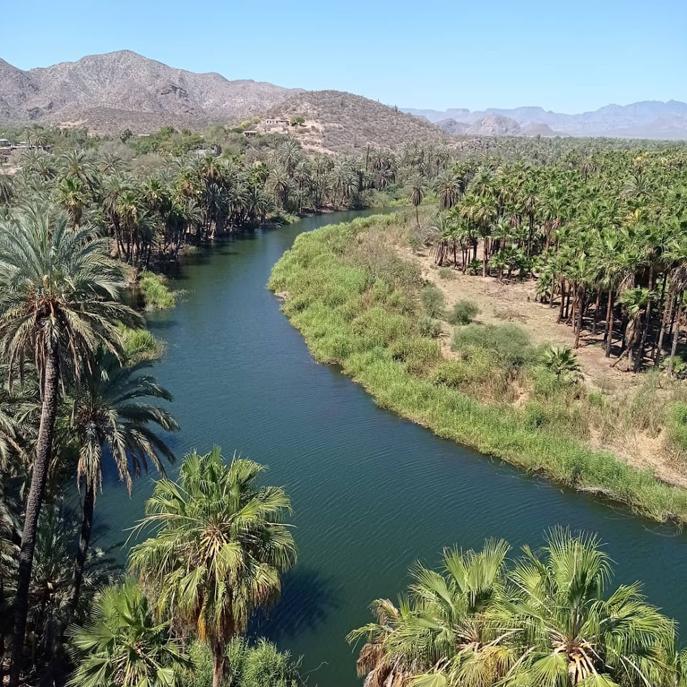 Guerrero negro : 