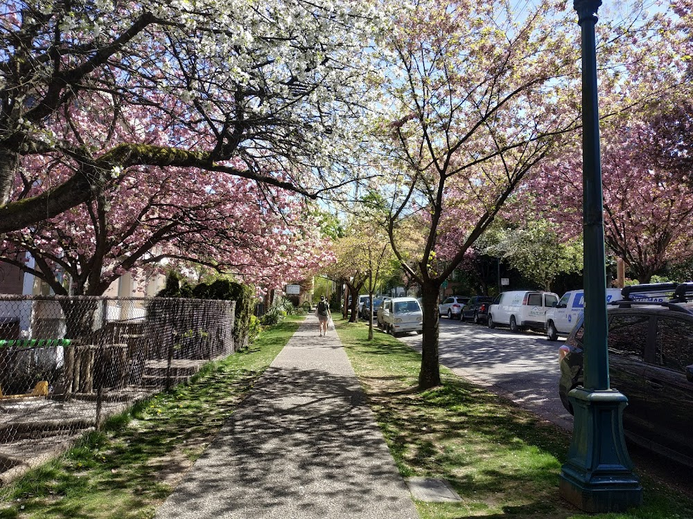 Homeward Bound II: Lost in San Francisco : Chance and Delilah walking in a neighborhood