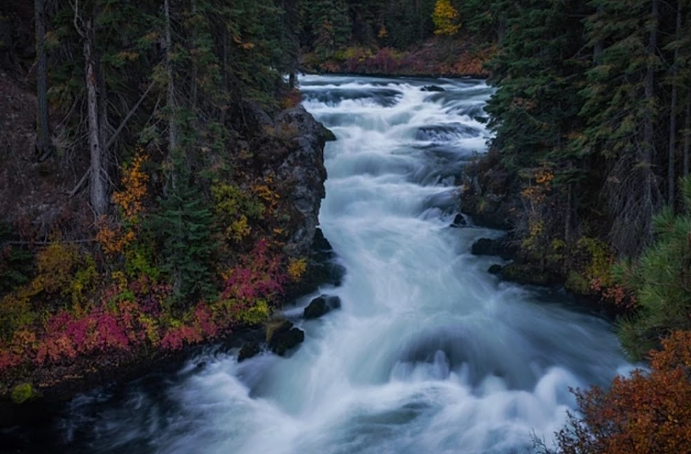 Homeward Bound: The Incredible Journey : Sassy caught in the rapids