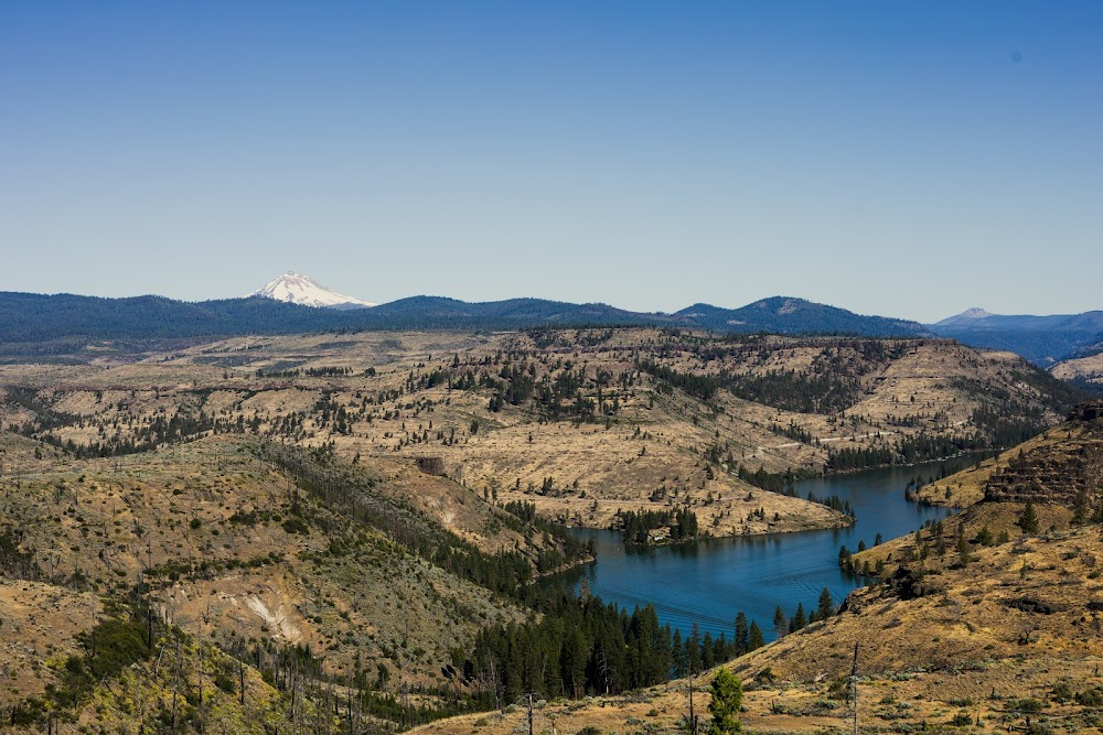 Homeward Bound: The Incredible Journey : mountain lion chase