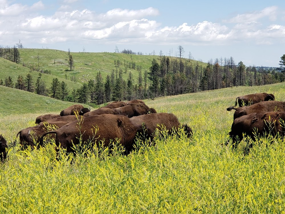 Lakota Girls : Sylvan Lake