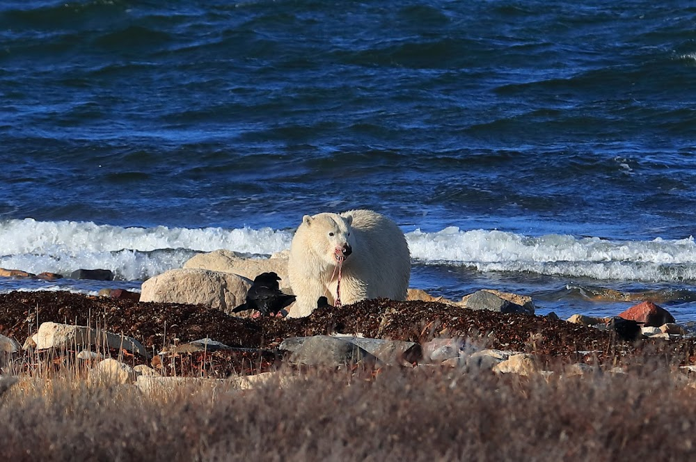 Nuisance Bear : 