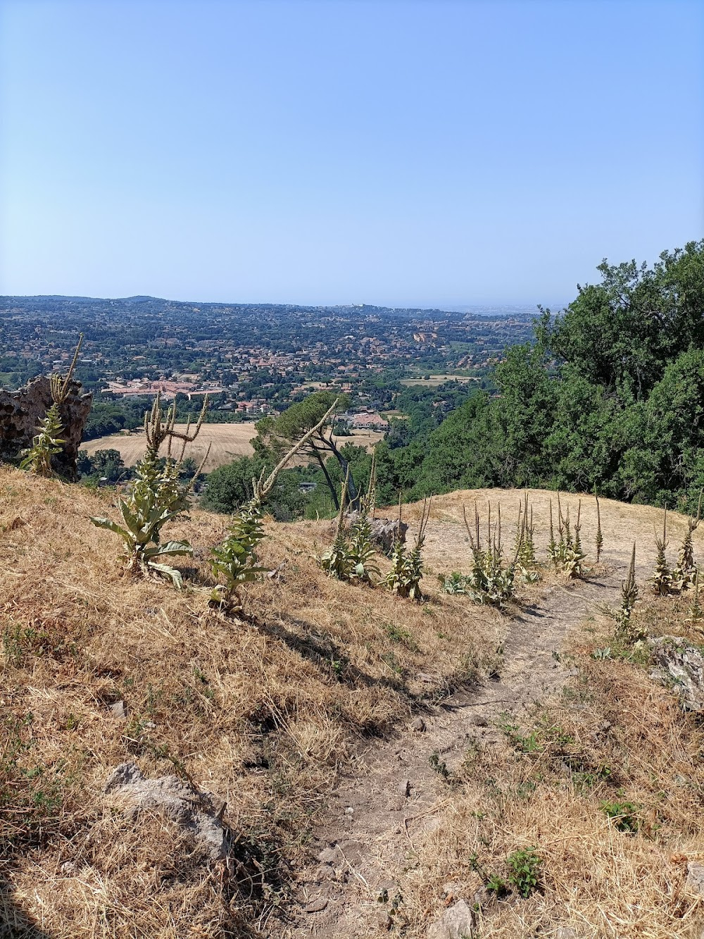 Il bosco fuori : 