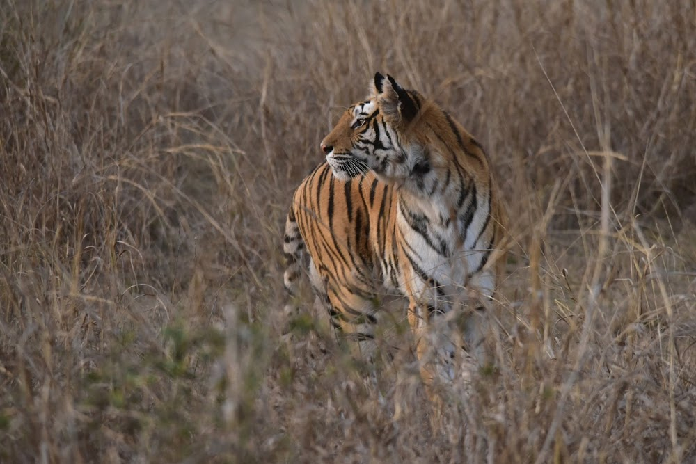 India: Kingdom of the Tiger : wild tigers unit