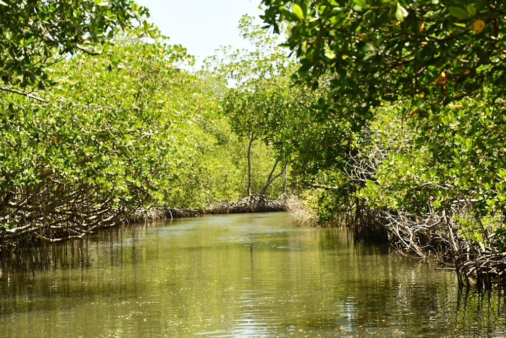 Isla de plástico : 