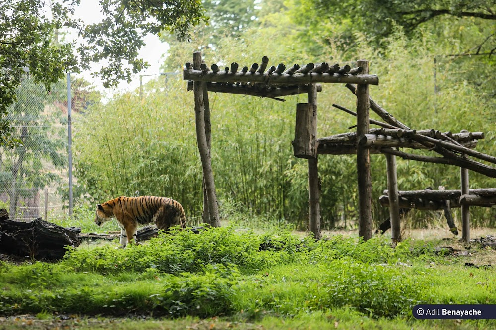 Itinéraire d'un enfant gâté : in a zoo, Al challenges wild beasts