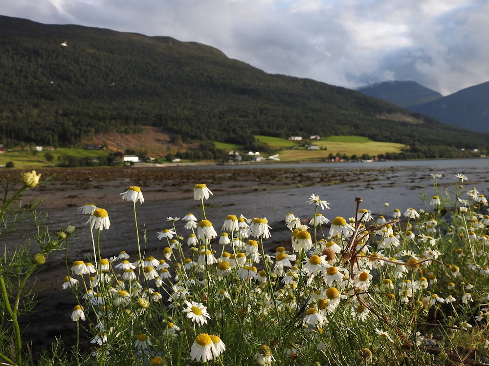 Jakob og campinglivets farer : location