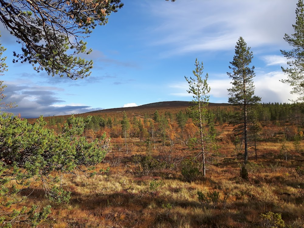 Järven tarina : trout spawning