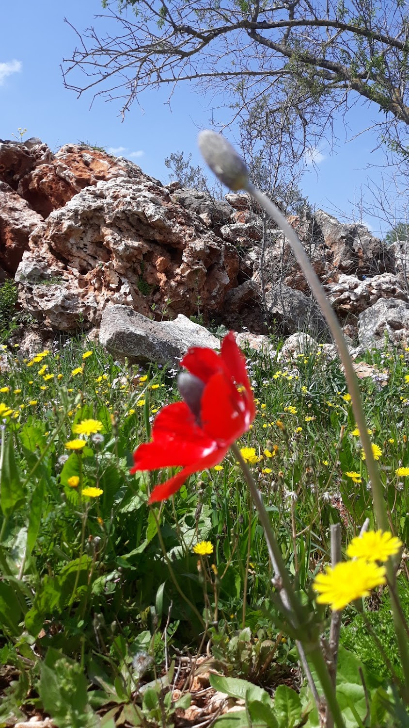 Je veux voir : town at the Israeli border