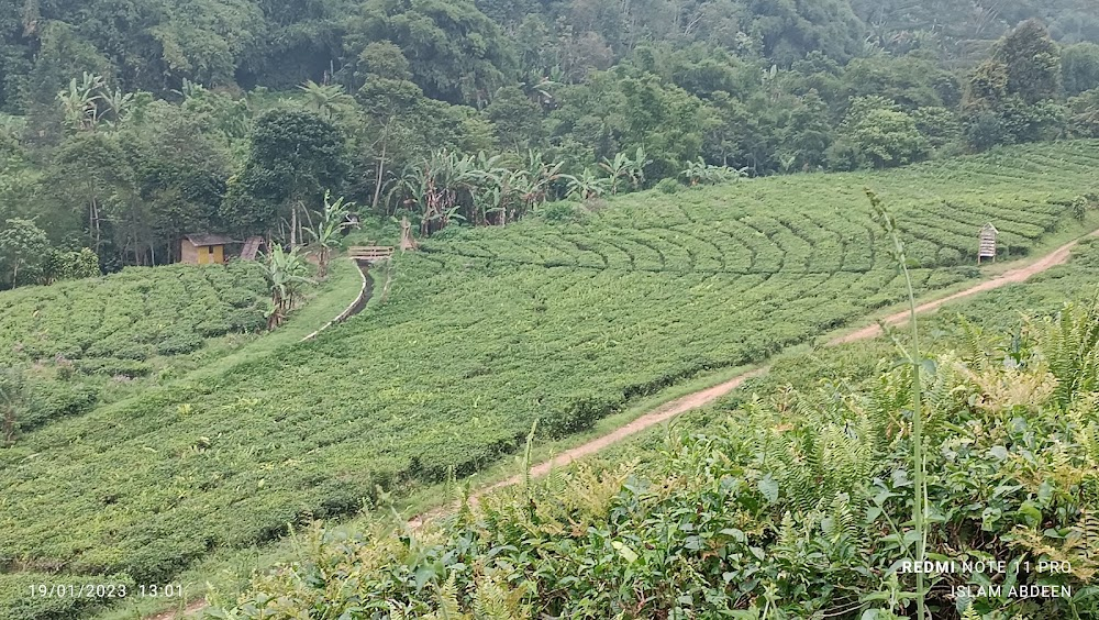 Tamasya Keluarga : Rural roads