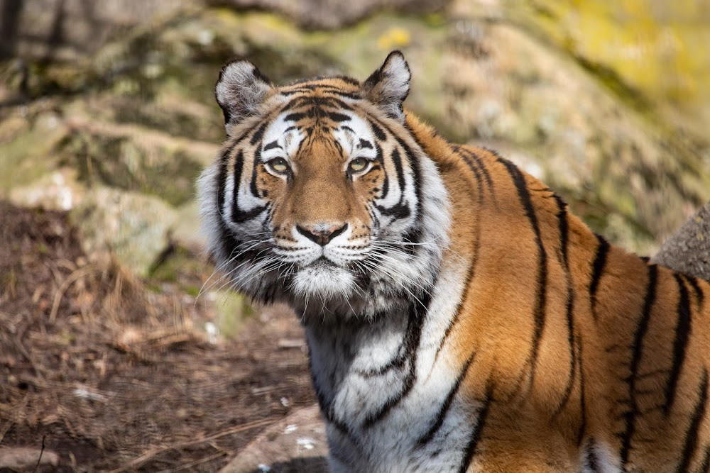 Korkeasaari : Korkeasaari Zoo