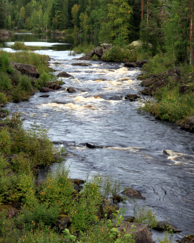 Kuningasjätkä : 