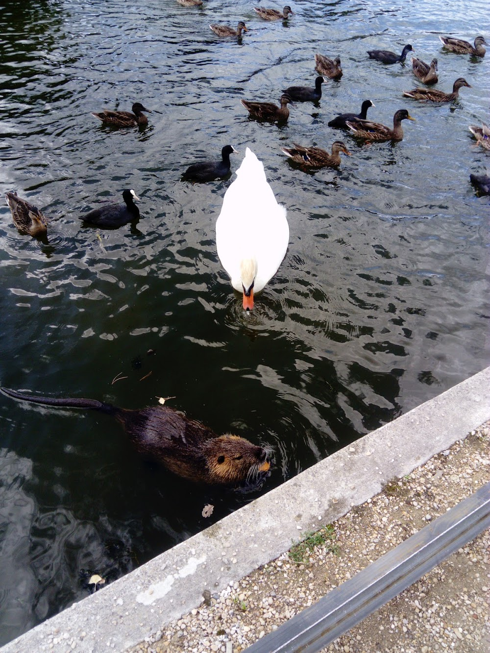 La fille du sonneur : the lover takes the young woman by taxi to the Bois de Boulogne